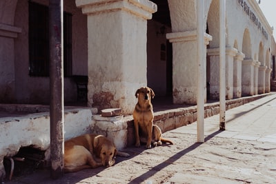 The two dogs lying on the floor near the poles
